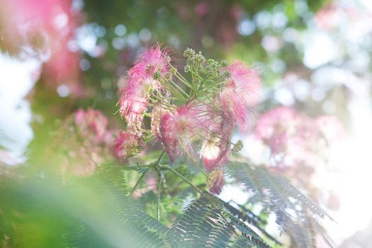 background of pink flowers