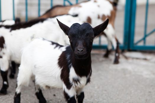 baby goat outdoors