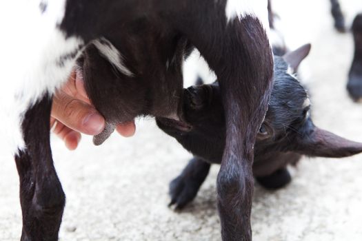 mens hand and a baby goat on the breast of the mother goat 