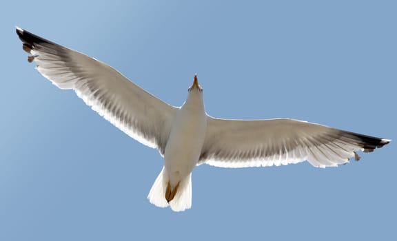 A seagull soaring in the blue sky 
