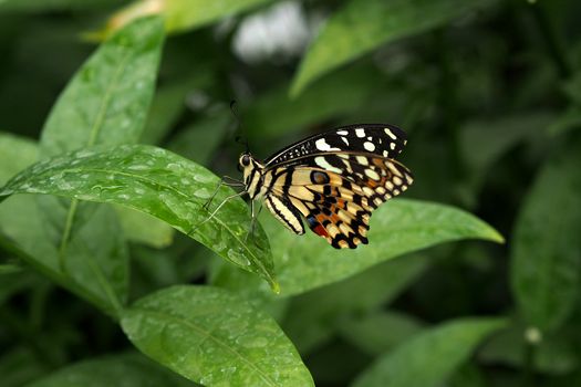 Beautiful butterfly resting on a leaf