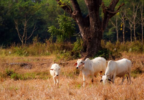 Cow on a summer cornfield in a summer rural landscape