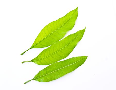 Green leaf isolated on white background