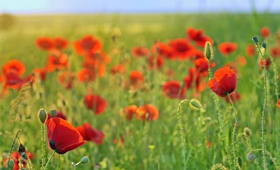 a poppy field close-up in summer day
