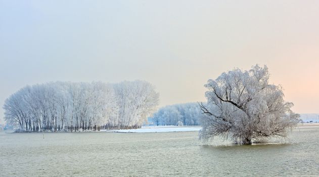 winter trees covered with frost
