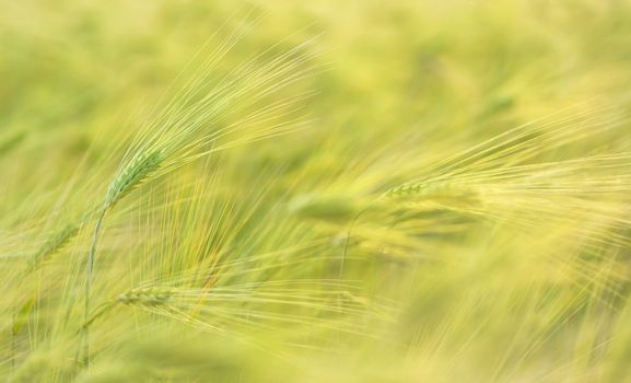 Ear of green wheat on the background of wheat field