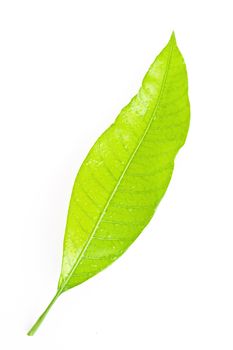 Green leaf isolated on white background