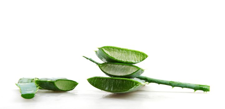 Aloe vera plant