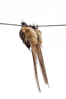 Two beautiful long tailed Speckled Mousebird hanging upside down on an electric power cable