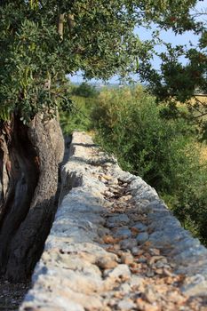 View along the top of a rustic old stone wall running past trees and green vegetation