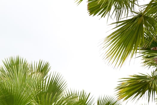 Palm leafs isolated on the white background