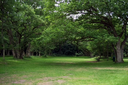 Tree branches reach out to create a wide, shady avenue