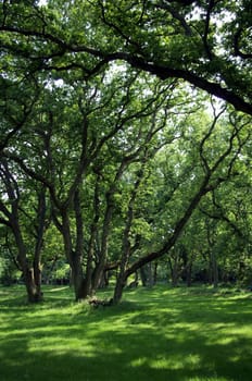 Trees create shade on a sunny afternoon