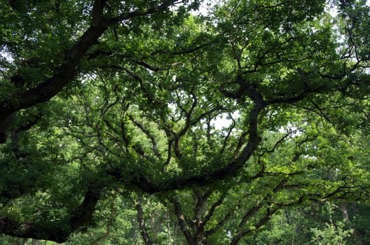 Old twisting branches work their way skywards