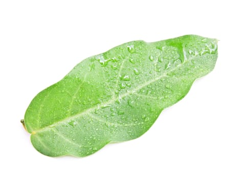 Green leaf isolated on white background