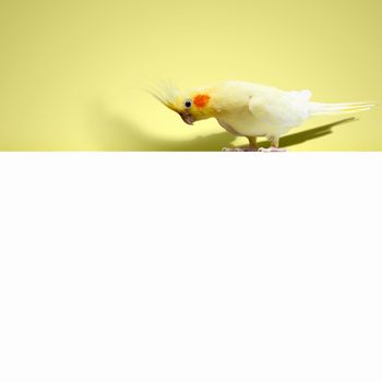 Parrot sitting on blank banner. Place for text