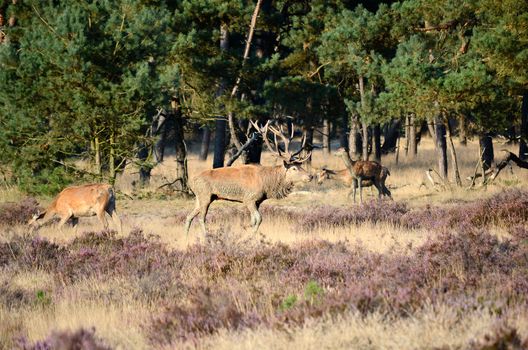 Male red deer (Cervus elaphus) with his females (hinds) in the forest during the rut in national park Hoge Veluwe in the Netherlands.