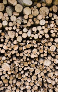 Chopped wood in forest of dolomites mountain