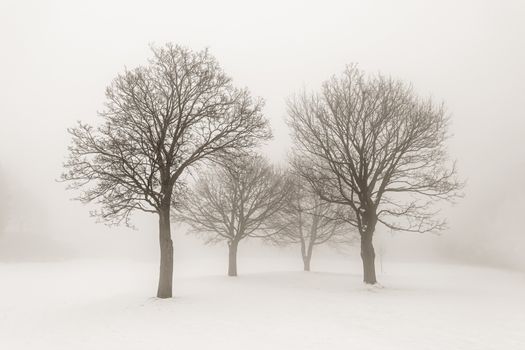 Winter scene of leafless trees in fog sepia tone