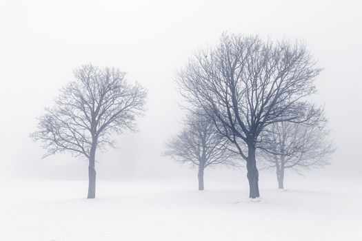 Winter scene of leafless trees in fog