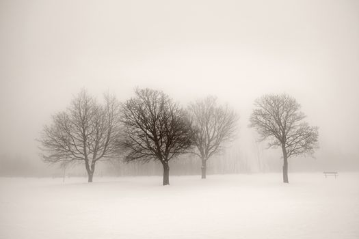 Foggy winter scene with leafless trees in sepia