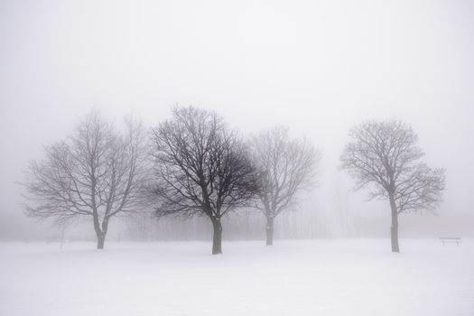 Foggy winter scene with leafless trees