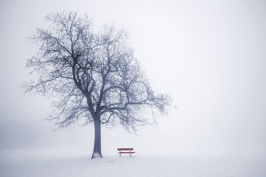 Foggy winter scene with leafless tree and red park bench in fog