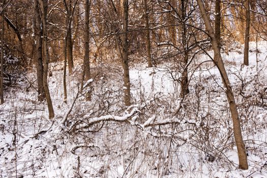 Winter landscape of trees and plants in forest with snow