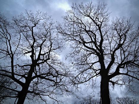 Two oak trees in winter silhouetted on overcast sky