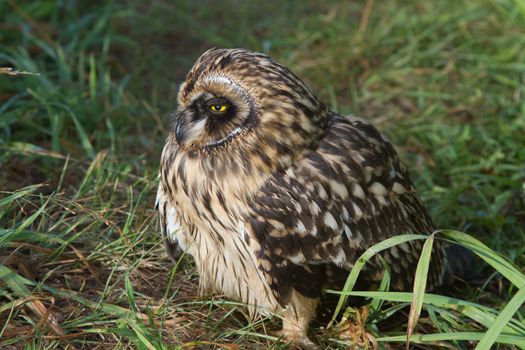 Grown  Short-eared   owls chick sitting in the grass
