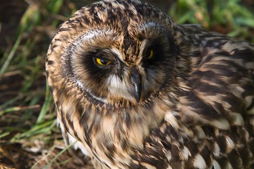 Grown  Short-eared   owls chick sitting in the grass
