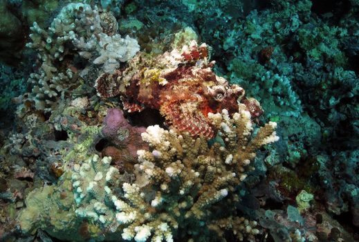 Raggy Scorpionfish resting on hard coral