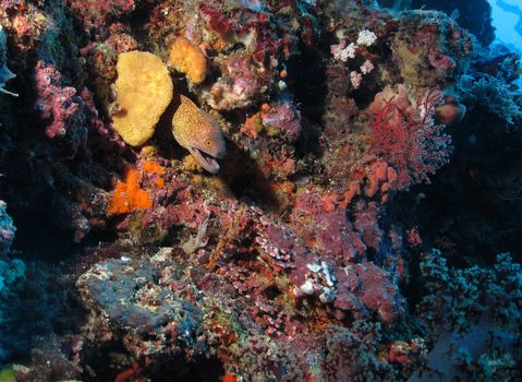 Moray Eel (corythoichthys flavofasciatus) hiding in a coral reef