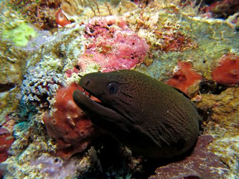 Moray Eel peering from a hole in the Coral