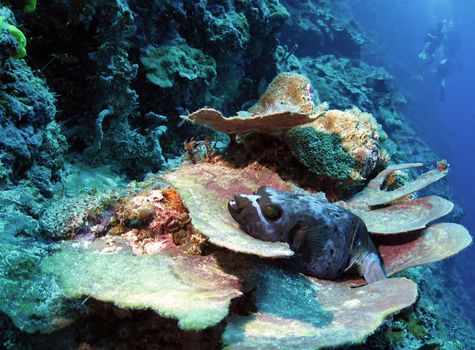 Blackspotted Puffer Fish (arothron nigropunctatus) resting on plate coral