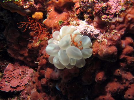 Orangutan Crab (achaeus japonicus) resting on Bubble Coral (plerogyra sinuosa)