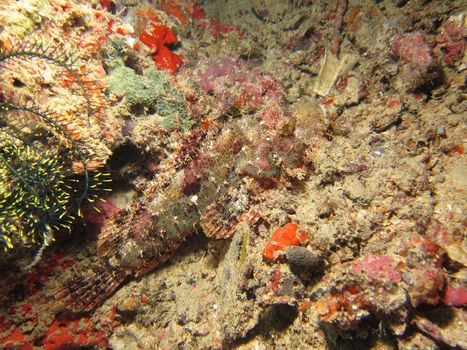 Raggy Scorpionfish camouflaged against  hard coral