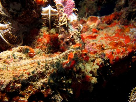 Network Pipefish (corythoichthys flavofasciatus) on a natural coral reef