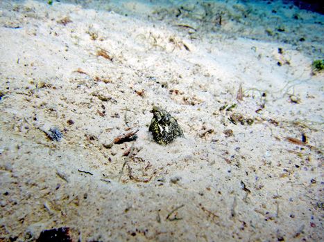 Marbled Snake Eel (callechelys marmorata) hiding in the sand