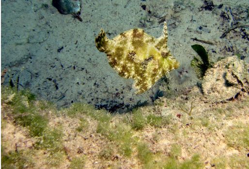 Filefish (prionurus paraluteres) in an estuary