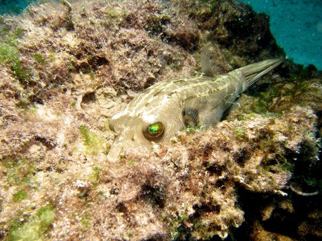 Blackspotted Pufferfish (arothron nigropunctatus) with reflective eyes, resting on Coral