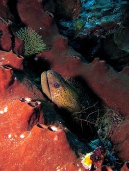 Moray Eel hiding in hard coral