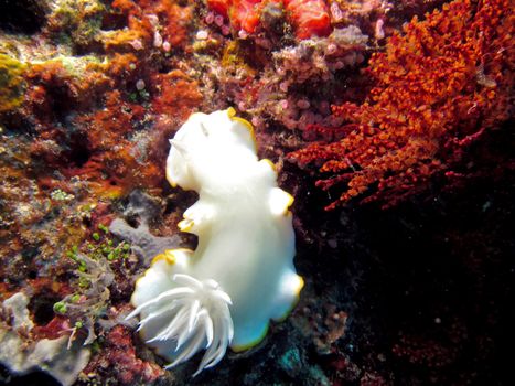 Pacific Nudibranch