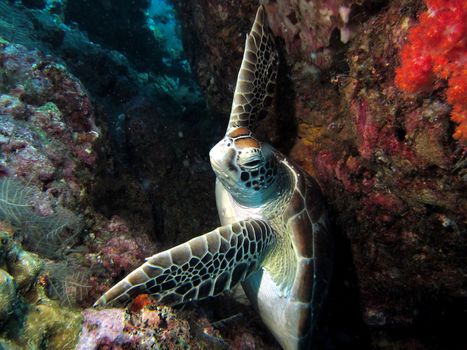 Green Hawksbill Turtle holding on in a strong current, in a crevasse