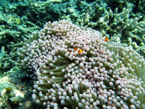 Barrier Reef Clownfish / Anemonefish (Amphiprion akindynos) in an anemone