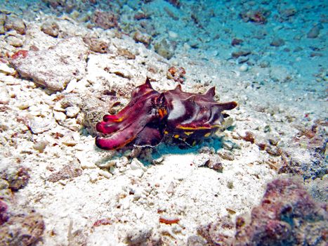 Flamboyant Cuttlefish (metasepia pfefferi) displaying beautiful colours