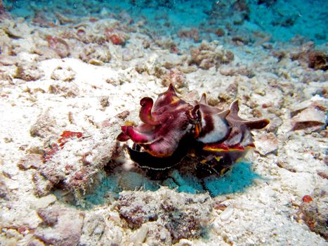 Flamboyant Cuttlefish (metasepia pfefferi) displaying beautiful colours