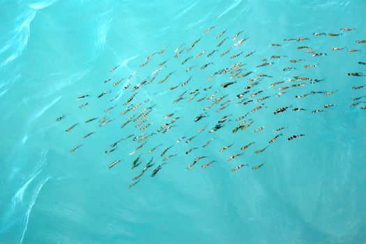 Group of fishes gobies shallowly swim near the surface of sea. Easy waves refracting fish images