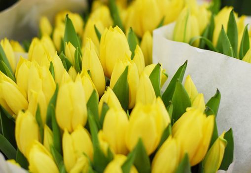 Beautiful yellow tulips, big bouquet