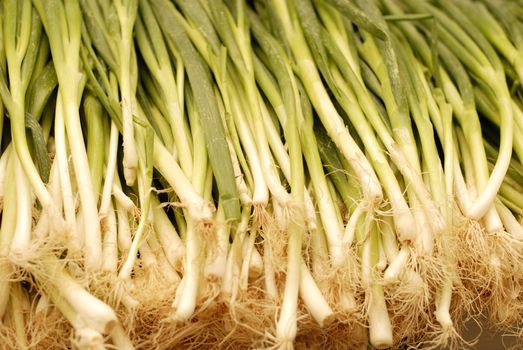Bunch of fresh spring onions for sale